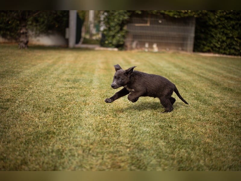 Schäfi-Mix-Bub ♥ Jasper ♥ aktiv, lustig, lieb