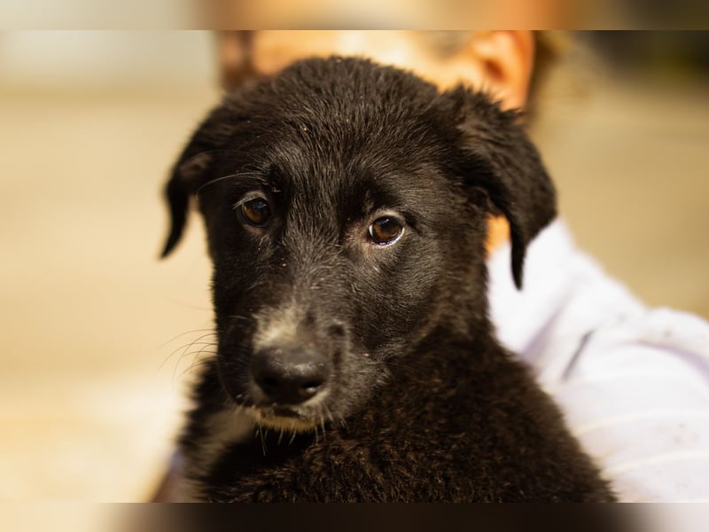 Taya ❤️ frohes, neugieriges Welpenmädl