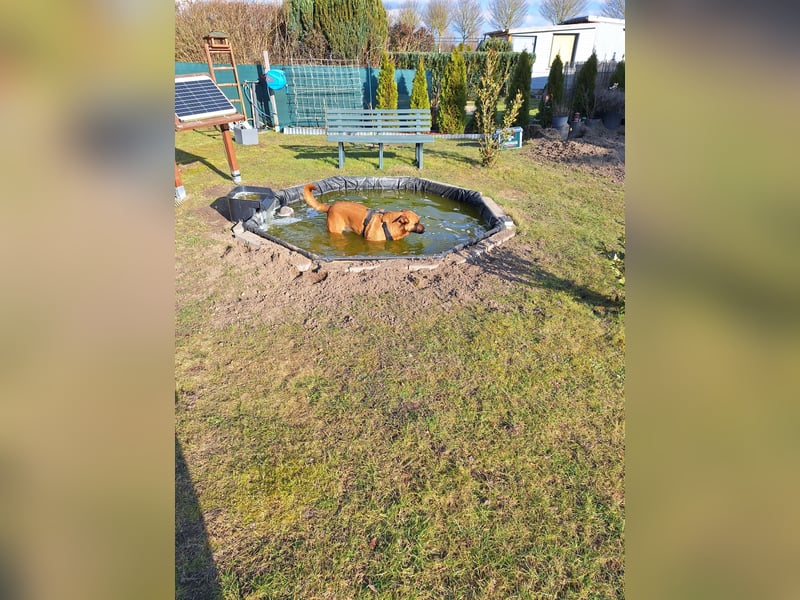 Schäferhund Mix dringend abzugeben