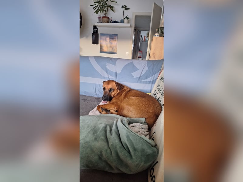 Schäferhund Mix dringend abzugeben