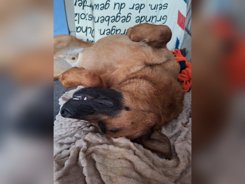 Schäferhund Mix dringend abzugeben