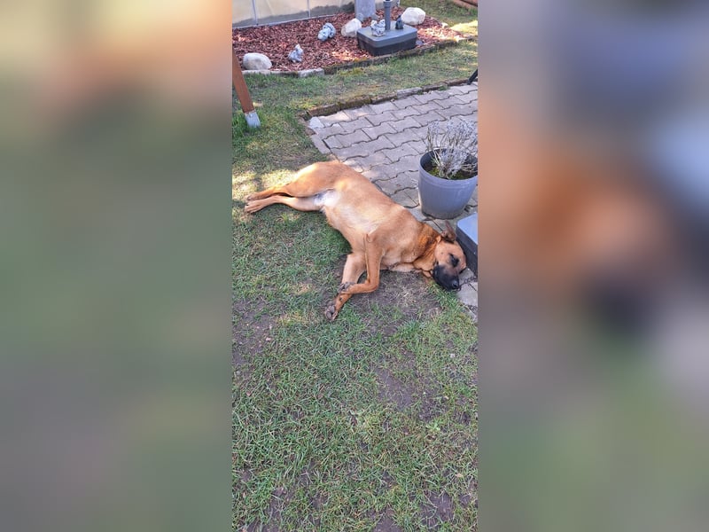 Schäferhund Mix dringend abzugeben