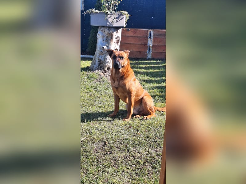 Schäferhund Mix dringend abzugeben