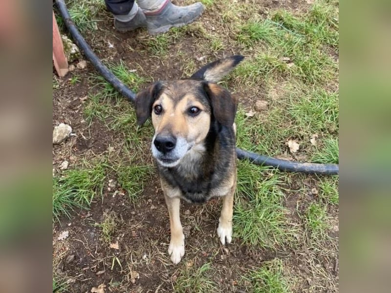 Rocky - Kein typischer Tierschutz-Hund
