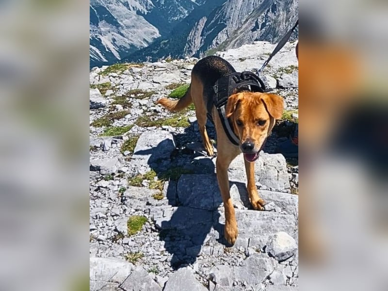 Leone -NOTFALL - (Dringend PS oder Zuhause gesucht) Wie oft kann er noch von vorne anfangen?