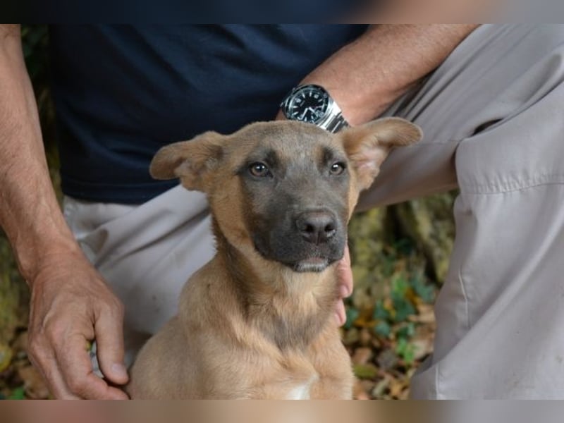 Betula - Ein bisschen Hundekinderelternwahnsinn?