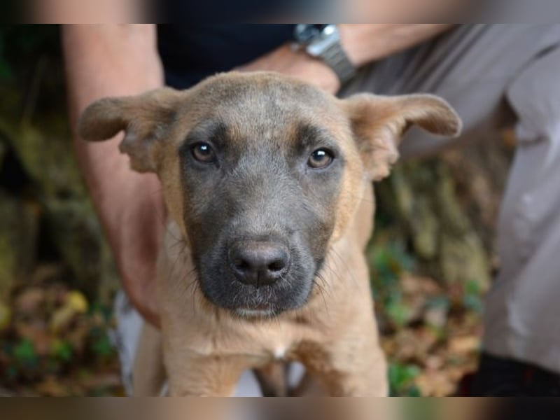 Betula - Ein bisschen Hundekinderelternwahnsinn?