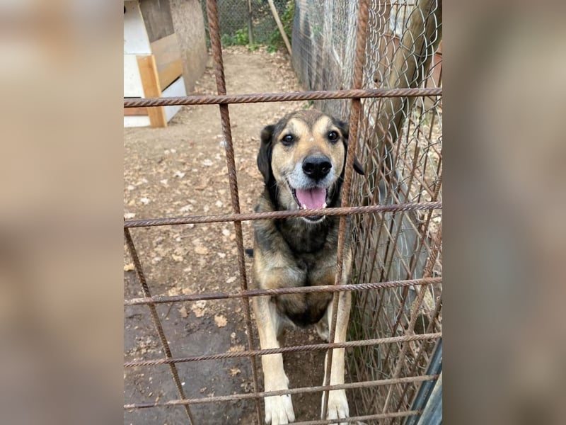 Rocky - Kein typischer Tierschutz-Hund
