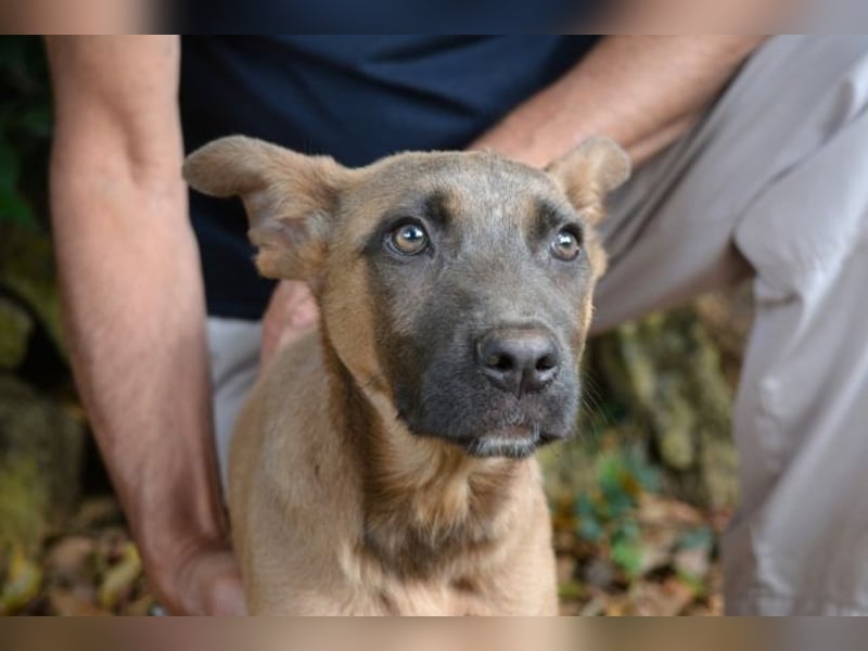 Betula - Ein bisschen Hundekinderelternwahnsinn?