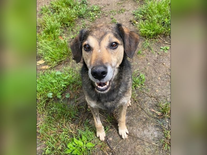 Rocky - Kein typischer Tierschutz-Hund