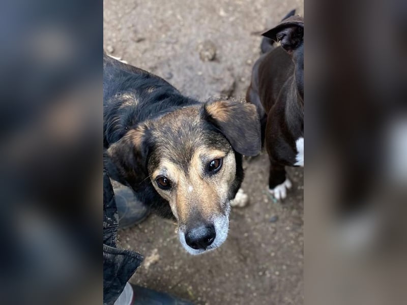 Rocky - Kein typischer Tierschutz-Hund