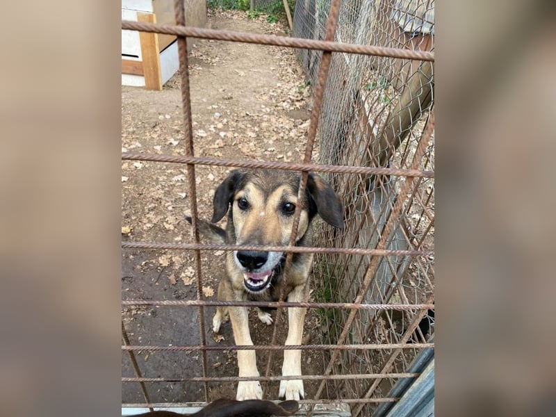 Rocky - Kein typischer Tierschutz-Hund