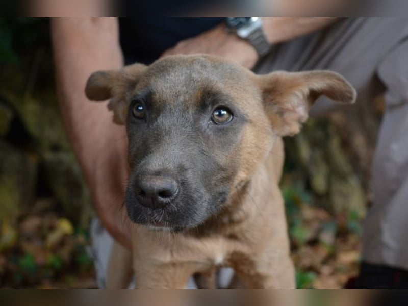 Betula - Ein bisschen Hundekinderelternwahnsinn?