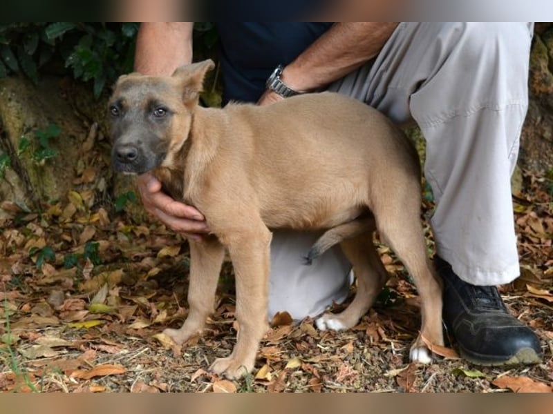Betula - Ein bisschen Hundekinderelternwahnsinn?