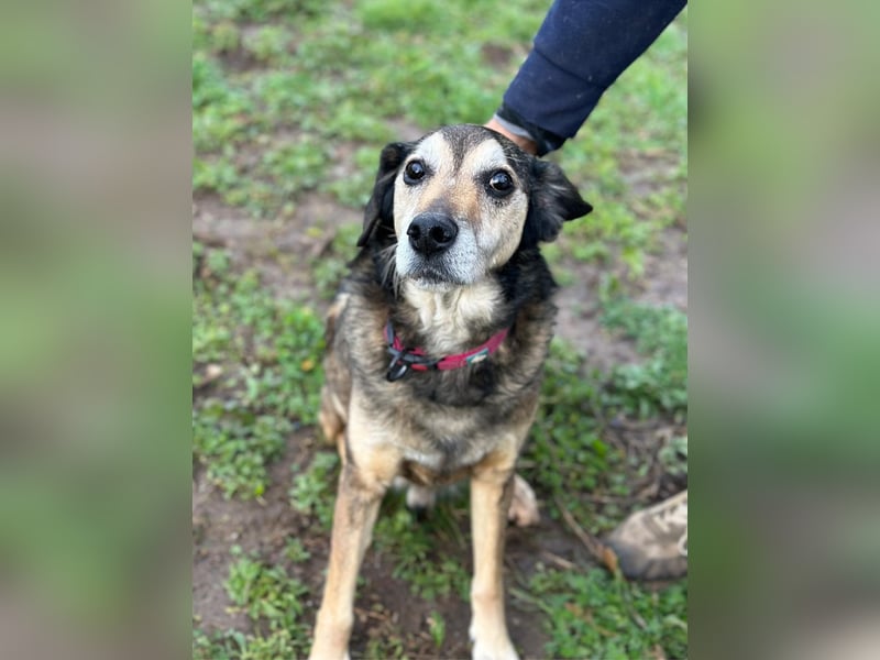 Rocky - er stellt sich vor