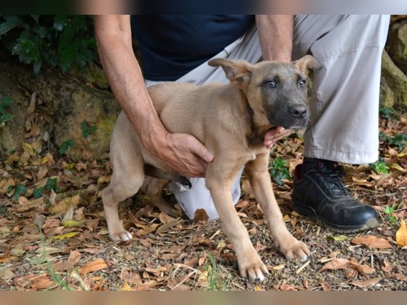 Betula - Ein bisschen Hundekinderelternwahnsinn?