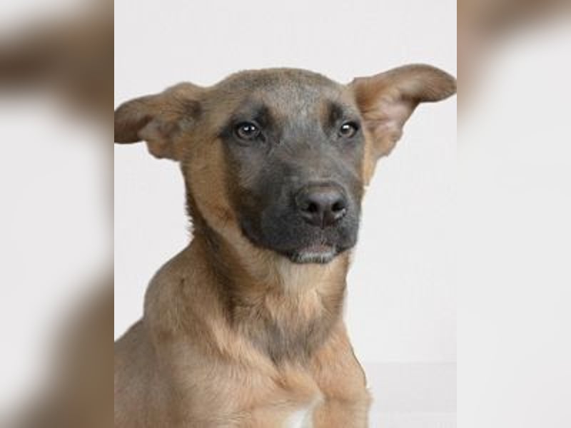 Betula - Ein bisschen Hundekinderelternwahnsinn?