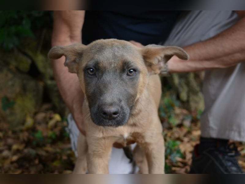 Betula - Ein bisschen Hundekinderelternwahnsinn?