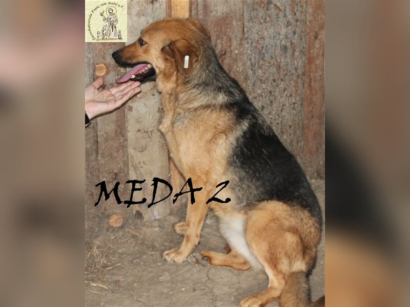 Meda, die Zarte