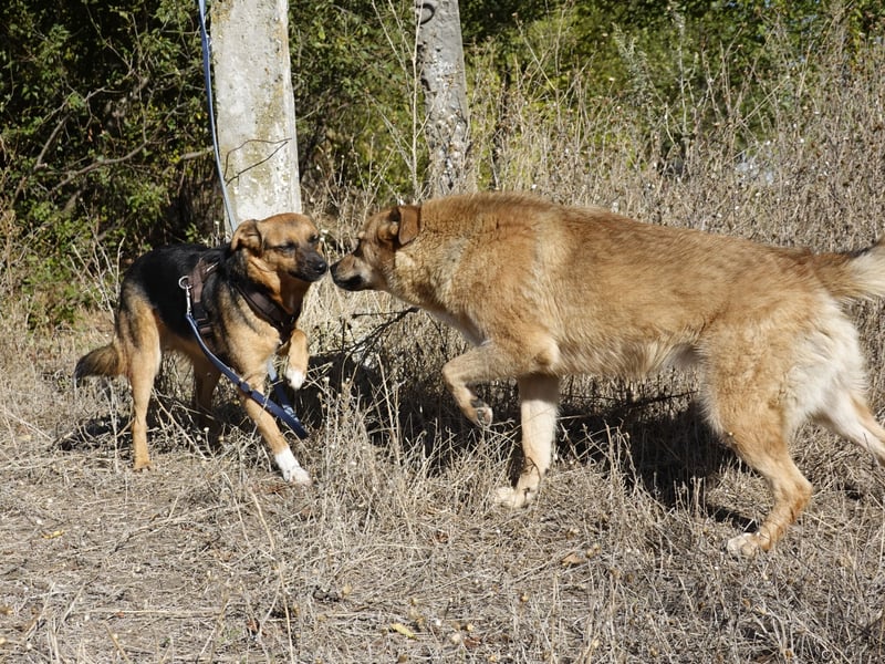 Liebe Ruby sucht eine neue Bleibe