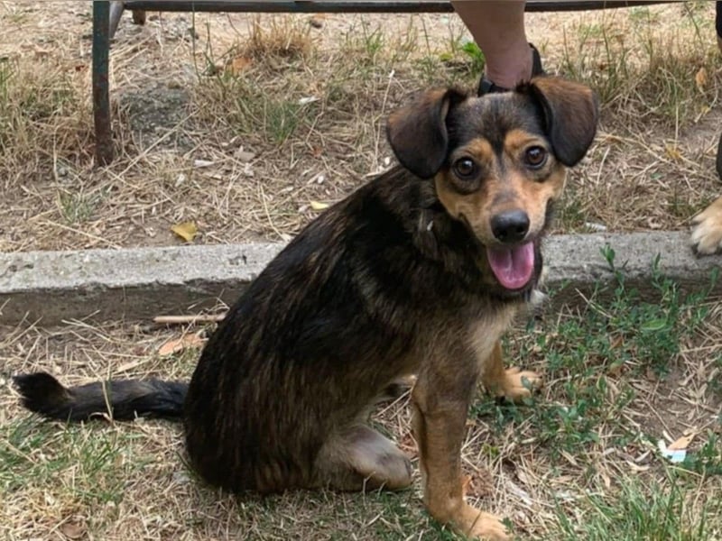 Charly sucht Menschen mit Herz