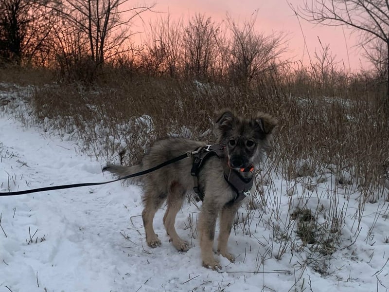 Schüchterne Suki sucht Menschen mit Hundeverstand