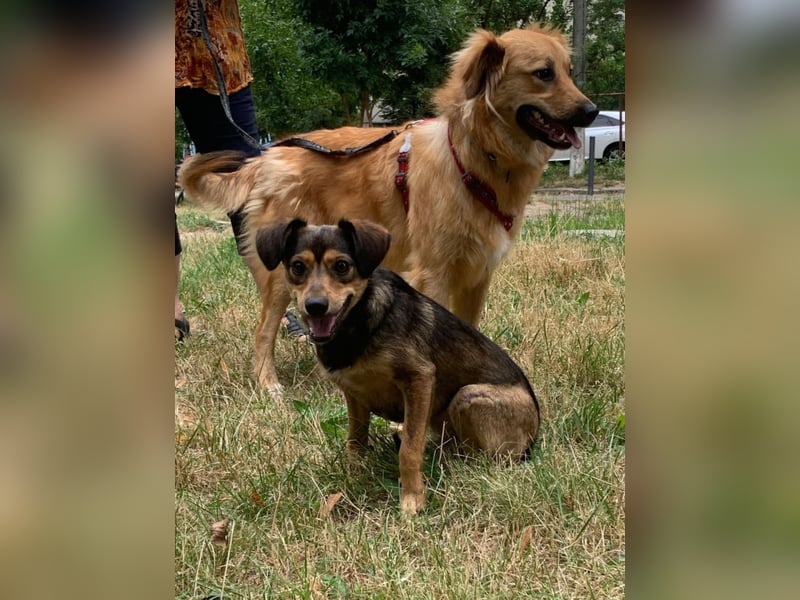 Charly sucht Menschen mit Herz