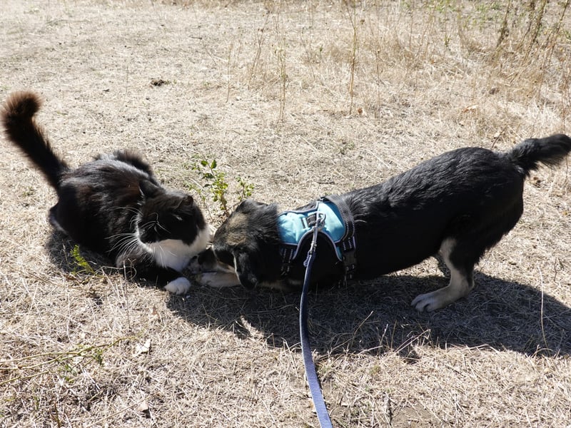 Süßer Vince sucht neuen Wirkungskreis