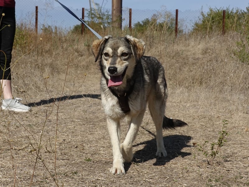 Mayli sucht ein liebevolles Zuhause
