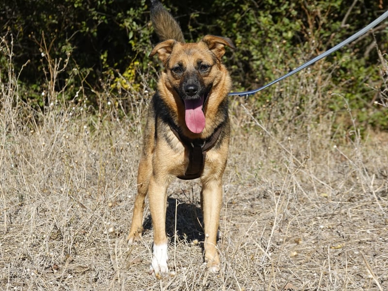 Liebe Ruby sucht eine neue Bleibe Liebe Ruby sucht eine neue Bleibe