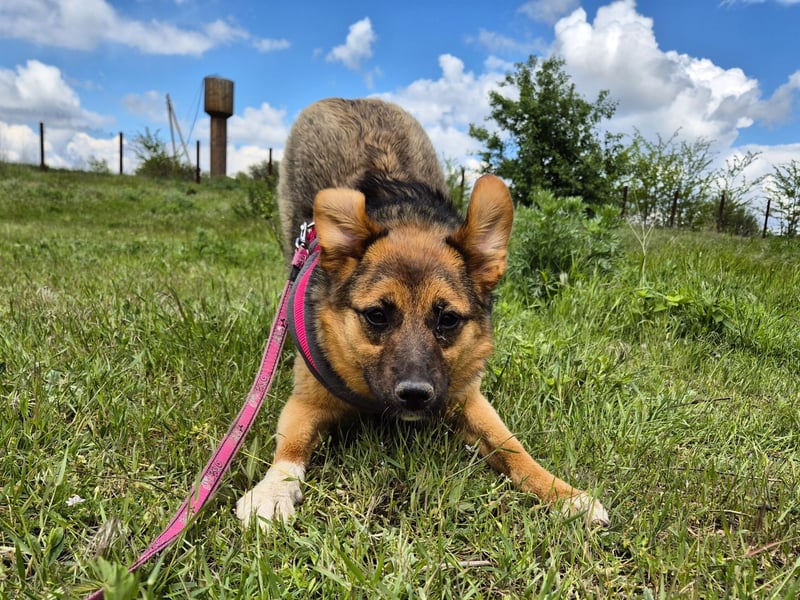 Liebe Ruby sucht eine neue Bleibe