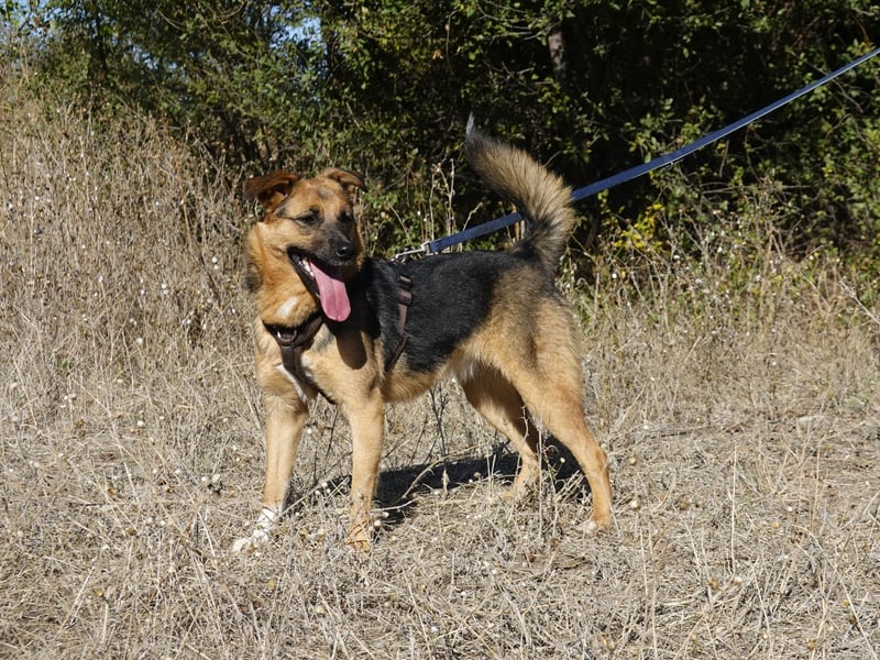 Liebe Ruby sucht eine neue Bleibe