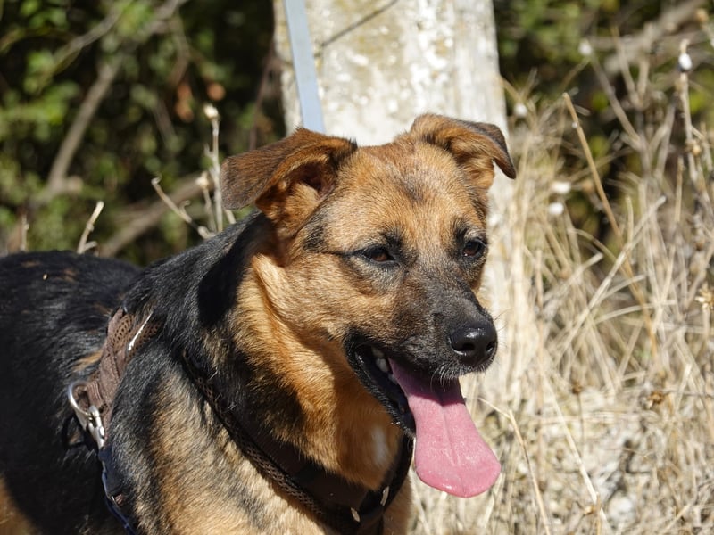 Liebe Ruby sucht eine neue Bleibe