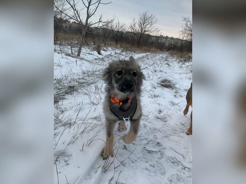 Schüchterne Suki sucht Menschen mit Hundeverstand