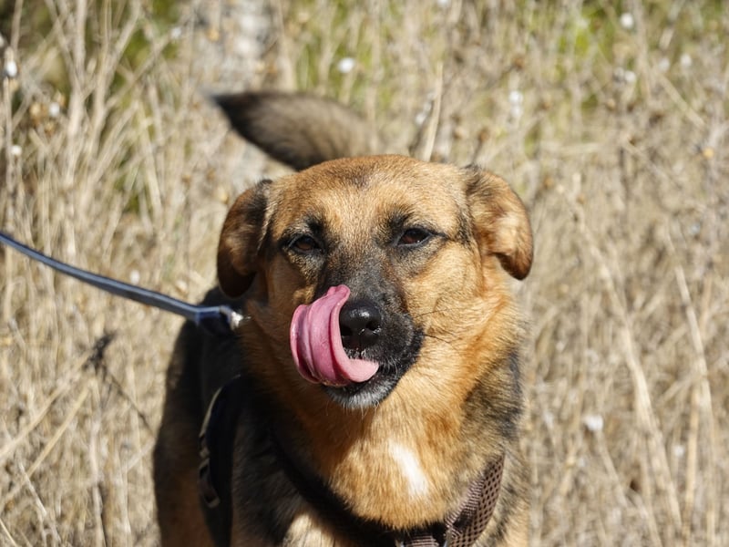 Liebe Ruby sucht eine neue Bleibe