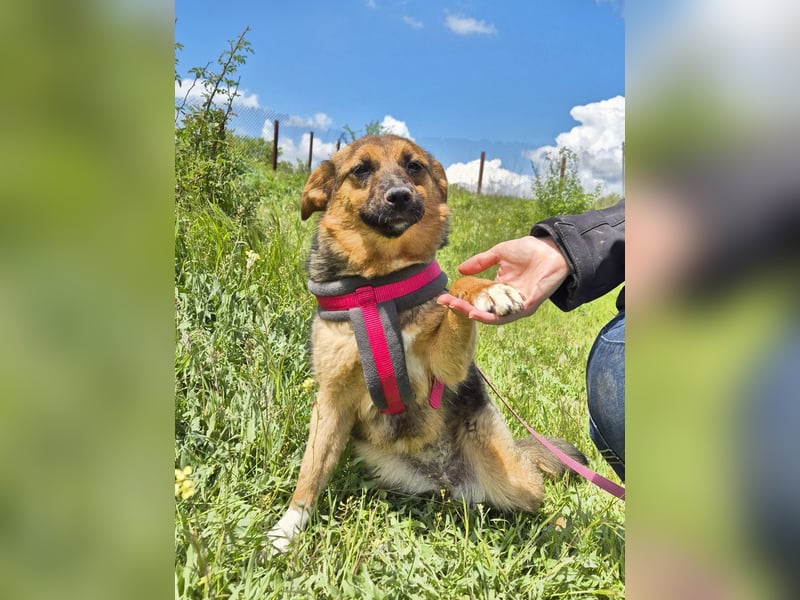 Liebe Ruby sucht eine neue Bleibe