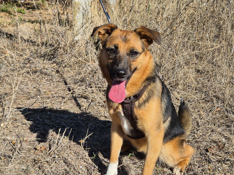 Liebe Ruby sucht eine neue Bleibe Liebe Ruby sucht eine neue Bleibe