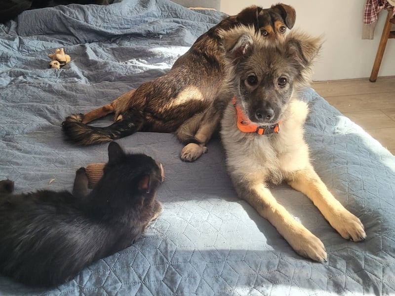 Schüchterne Suki sucht Menschen mit Hundeverstand