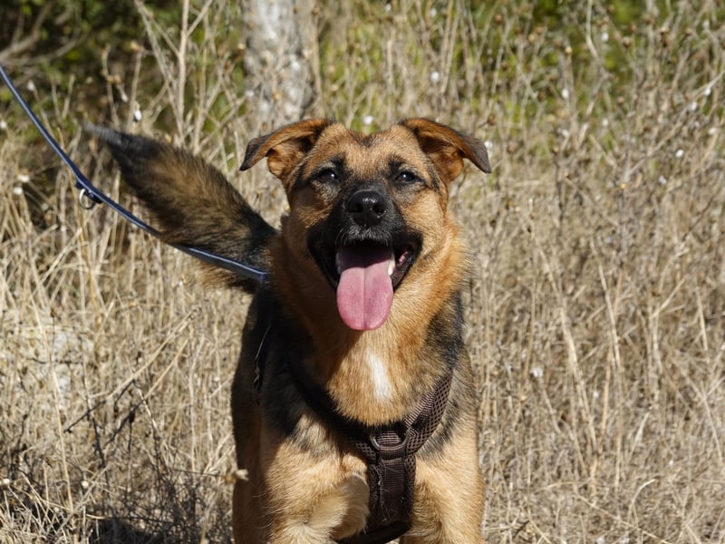 Liebe Ruby sucht eine neue Bleibe Liebe Ruby sucht eine neue Bleibe