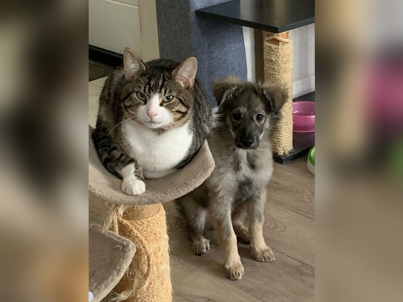 Schüchterne Suki sucht Menschen mit Hundeverstand