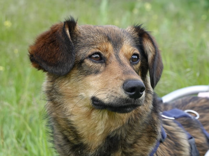 Charly sucht Menschen mit Herz