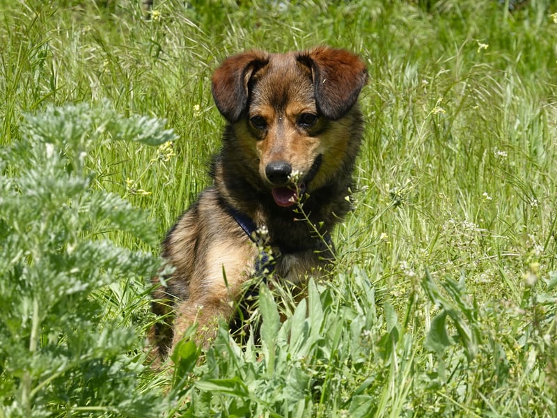 Charly sucht Menschen mit Herz