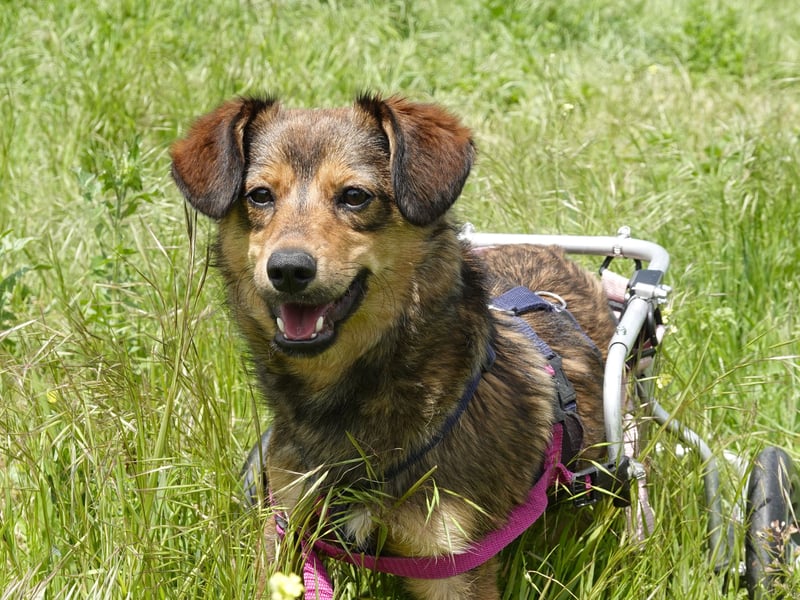 Charly sucht Menschen mit Herz