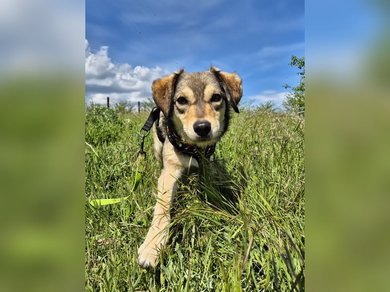 Mayli sucht ein liebevolles Zuhause