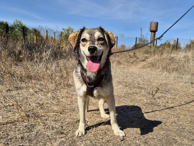 Mayli sucht ein liebevolles Zuhause