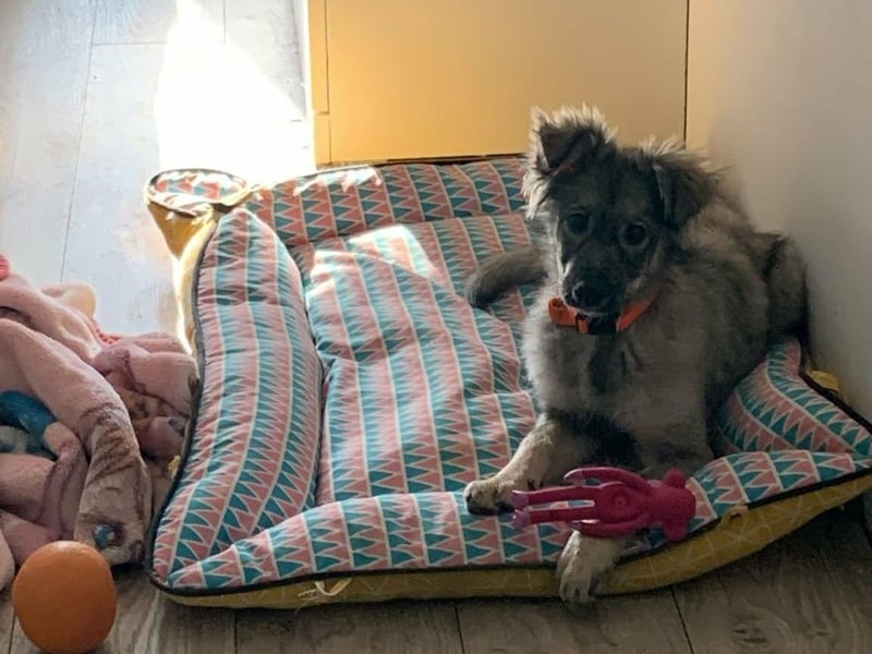 Schüchterne Suki sucht Menschen mit Hundeverstand