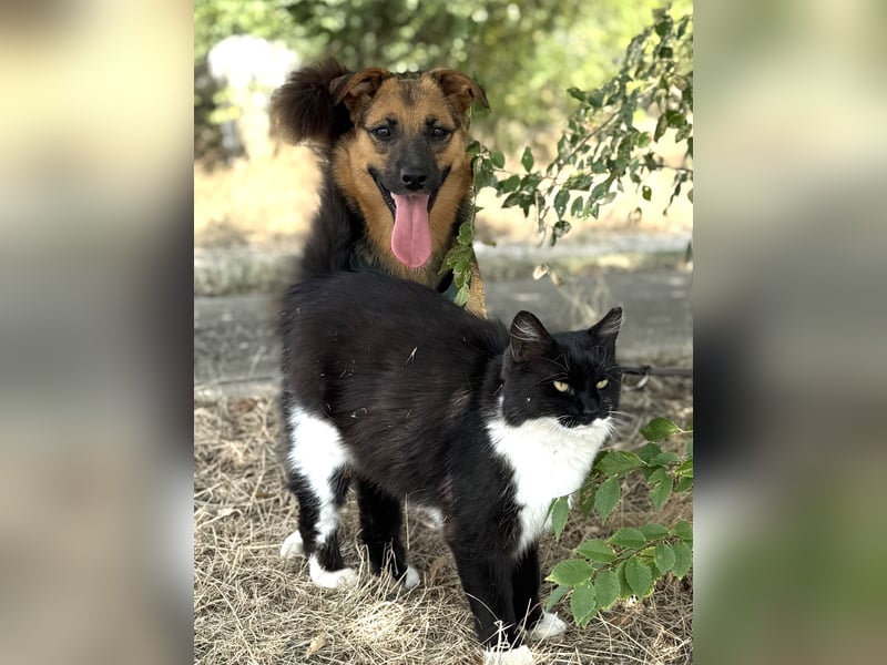 Liebe Ruby sucht eine neue Bleibe Liebe Ruby sucht eine neue Bleibe