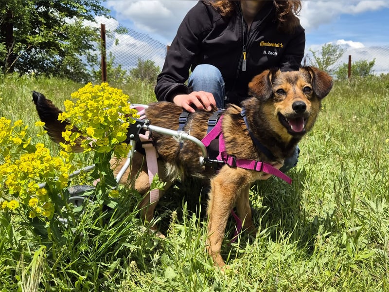 Charly sucht Menschen mit Herz