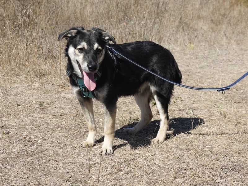 Kleiner Vince sucht neuen Wirkungskreis