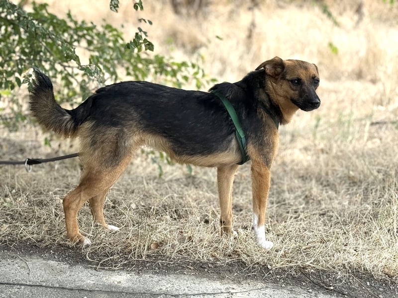 Liebe Ruby sucht eine neue Bleibe Liebe Ruby sucht eine neue Bleibe